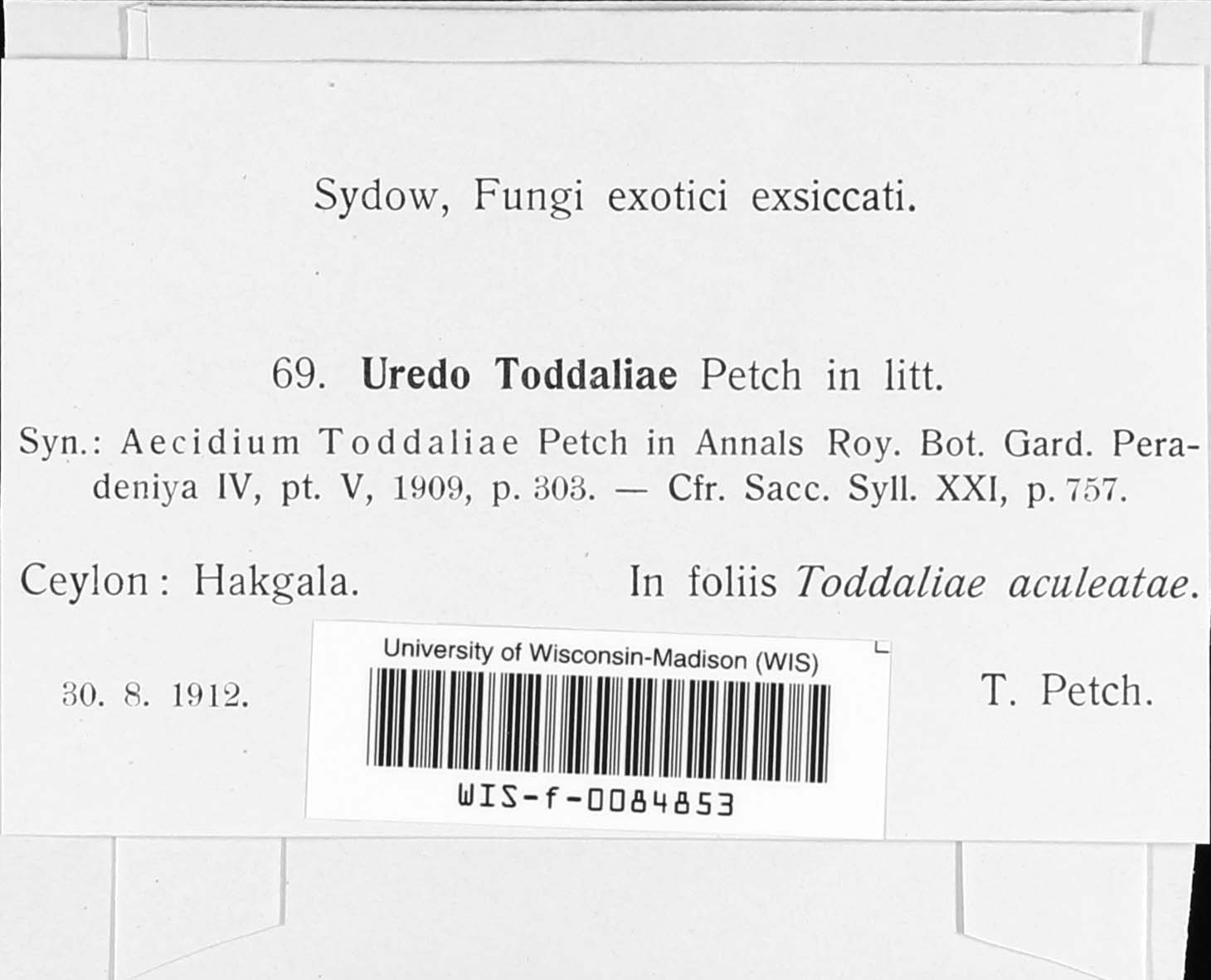 Skierka toddaliae image