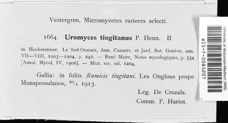 Uromyces tingitanus image