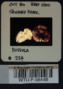 Russula mordax image