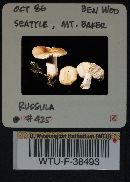 Russula velenovskyi image