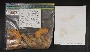 Thumbnail image of current specimen