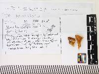Flammulina rossica image