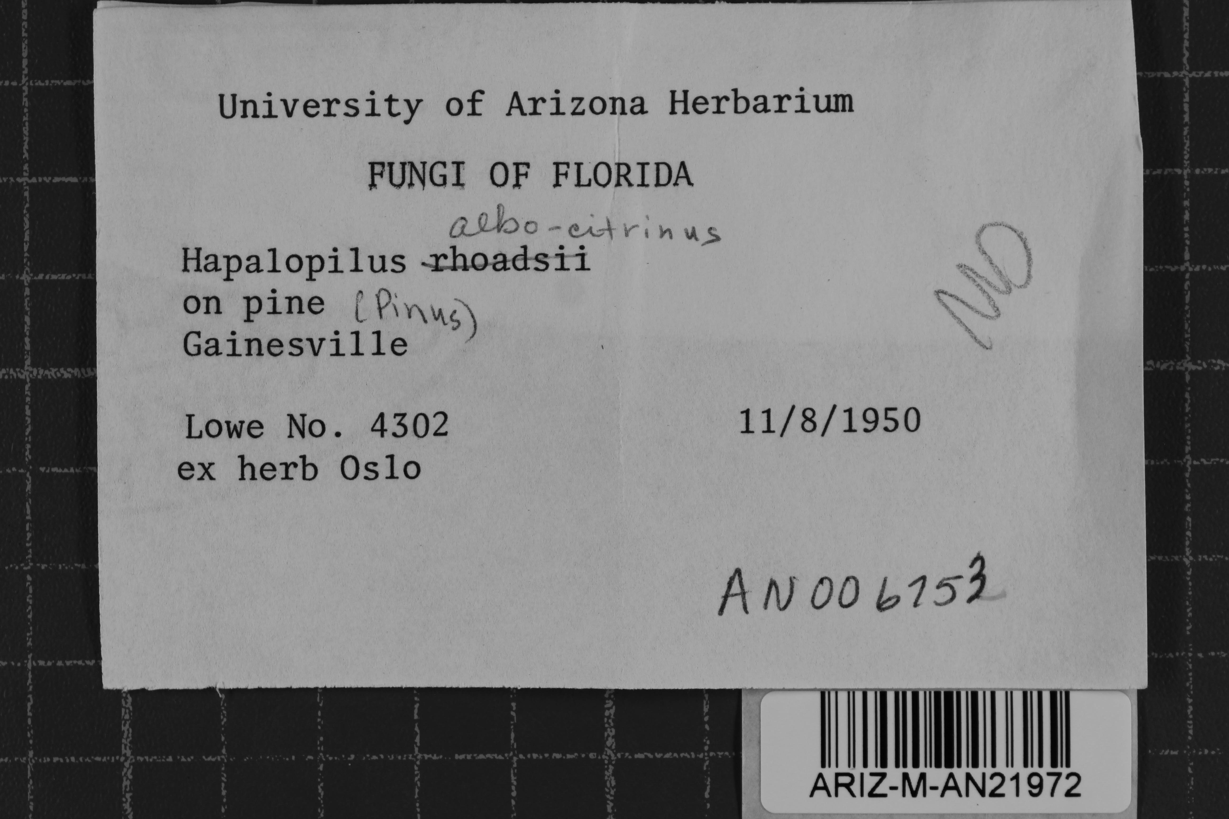Hapalopilus albocitrinus