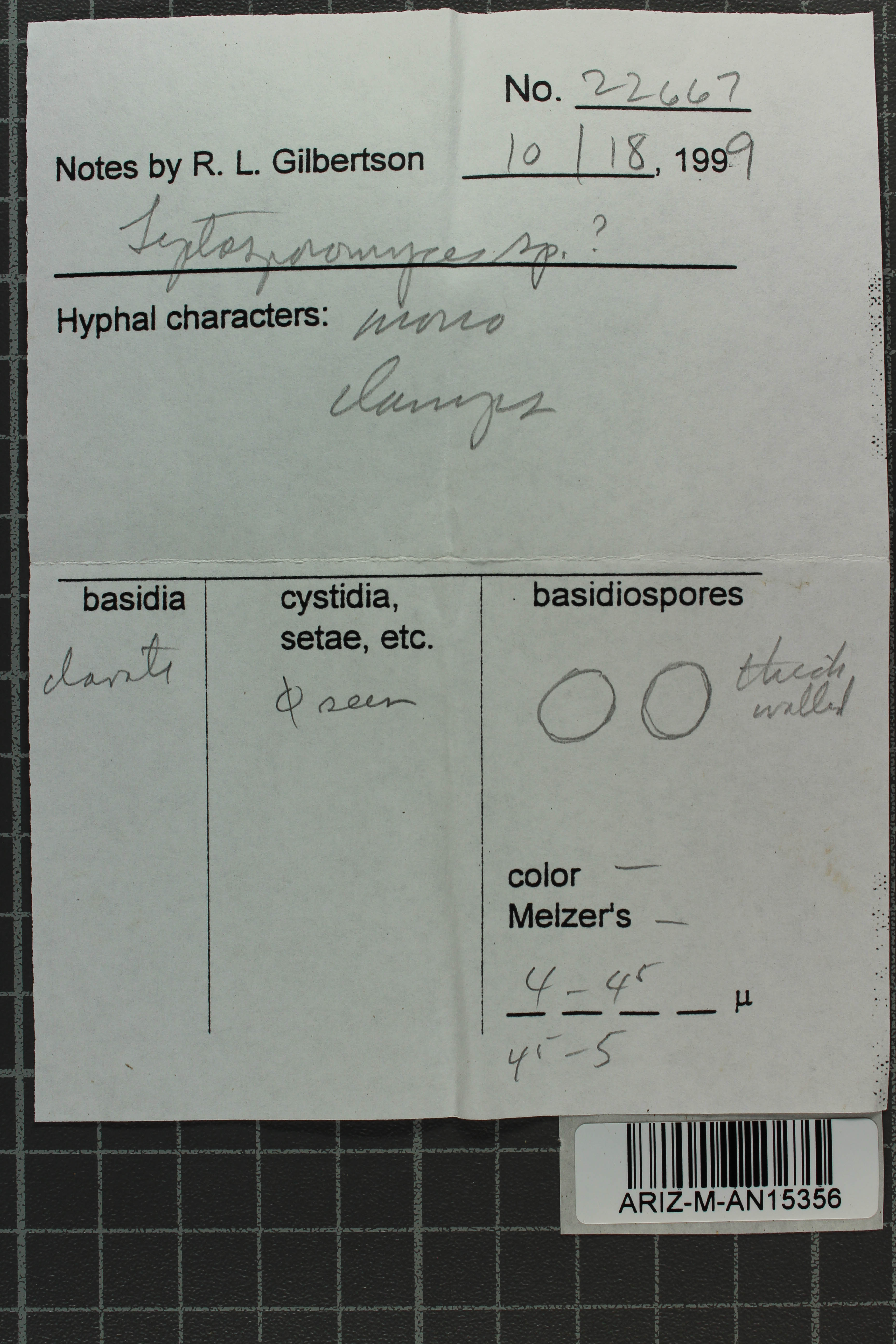 Leptosporomyces thumbnail