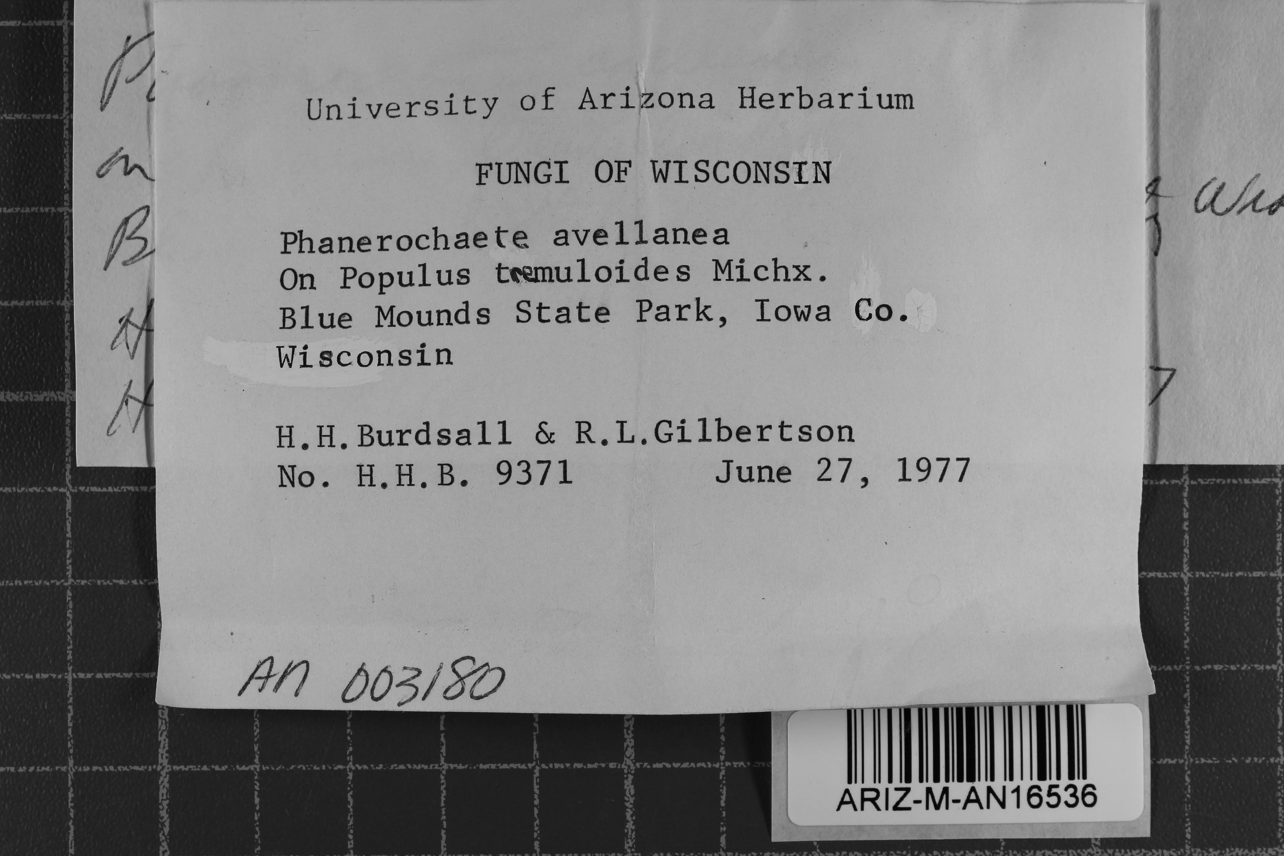 Phanerochaete avellanea