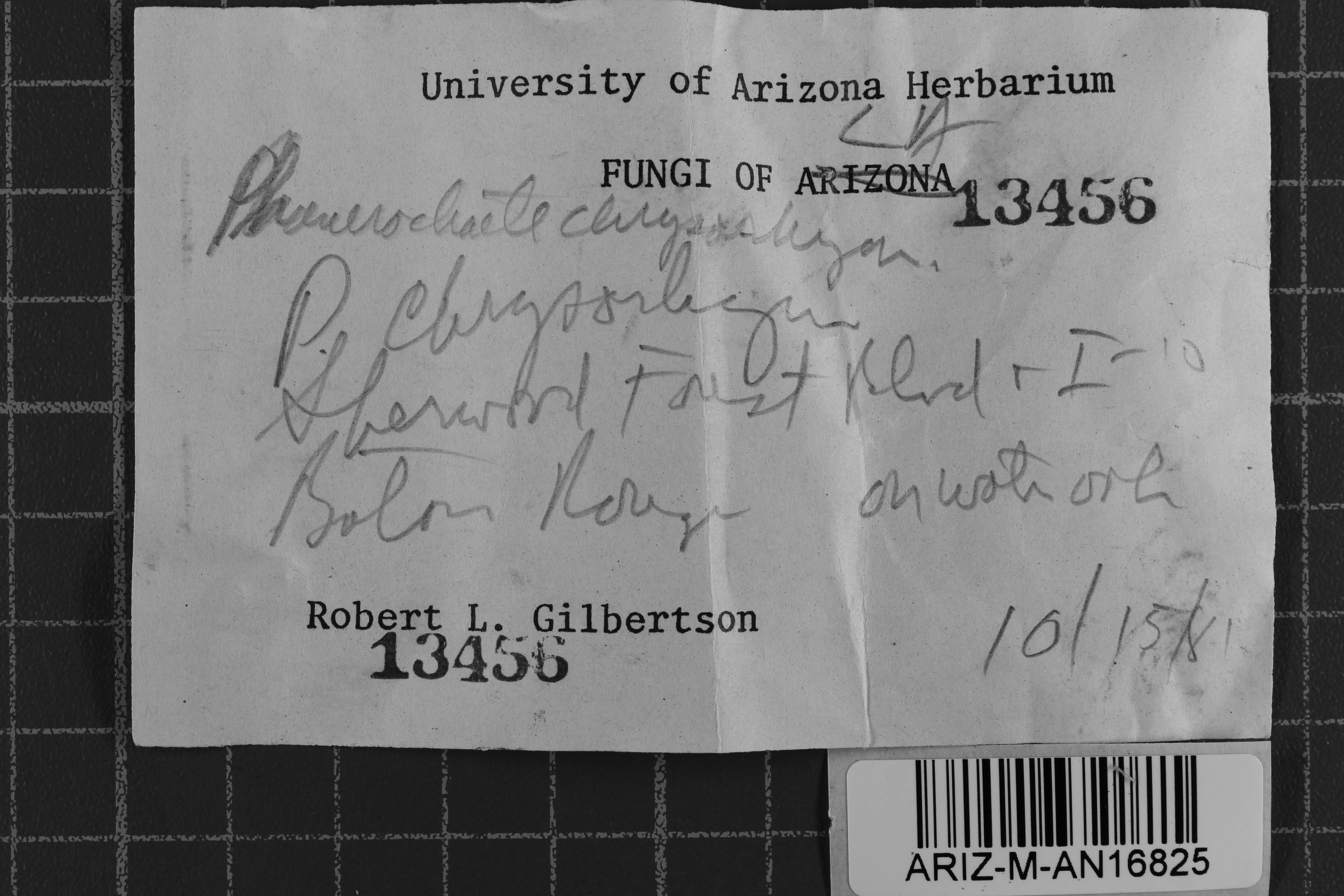 Hydnophlebia chrysorhiza thumbnail