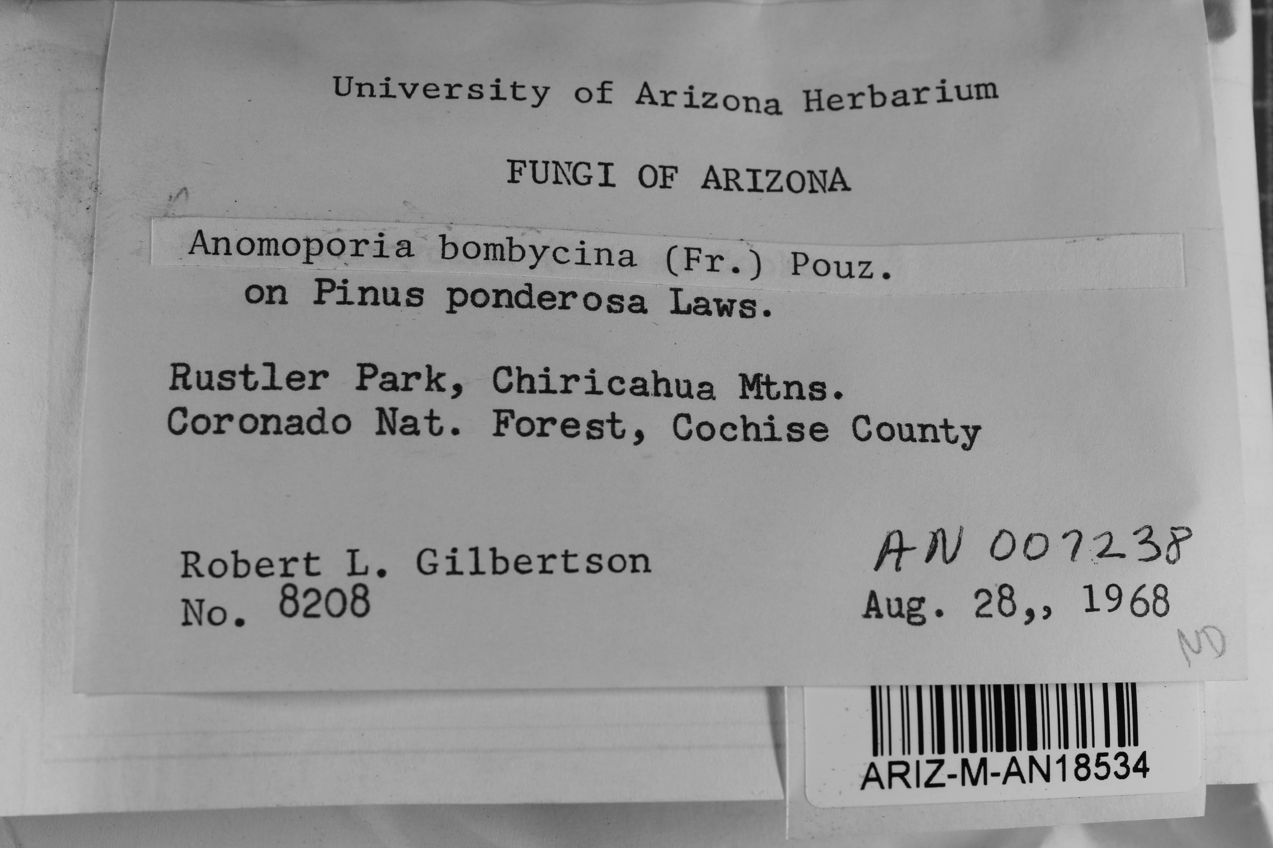 Anomoporia bombycina thumbnail