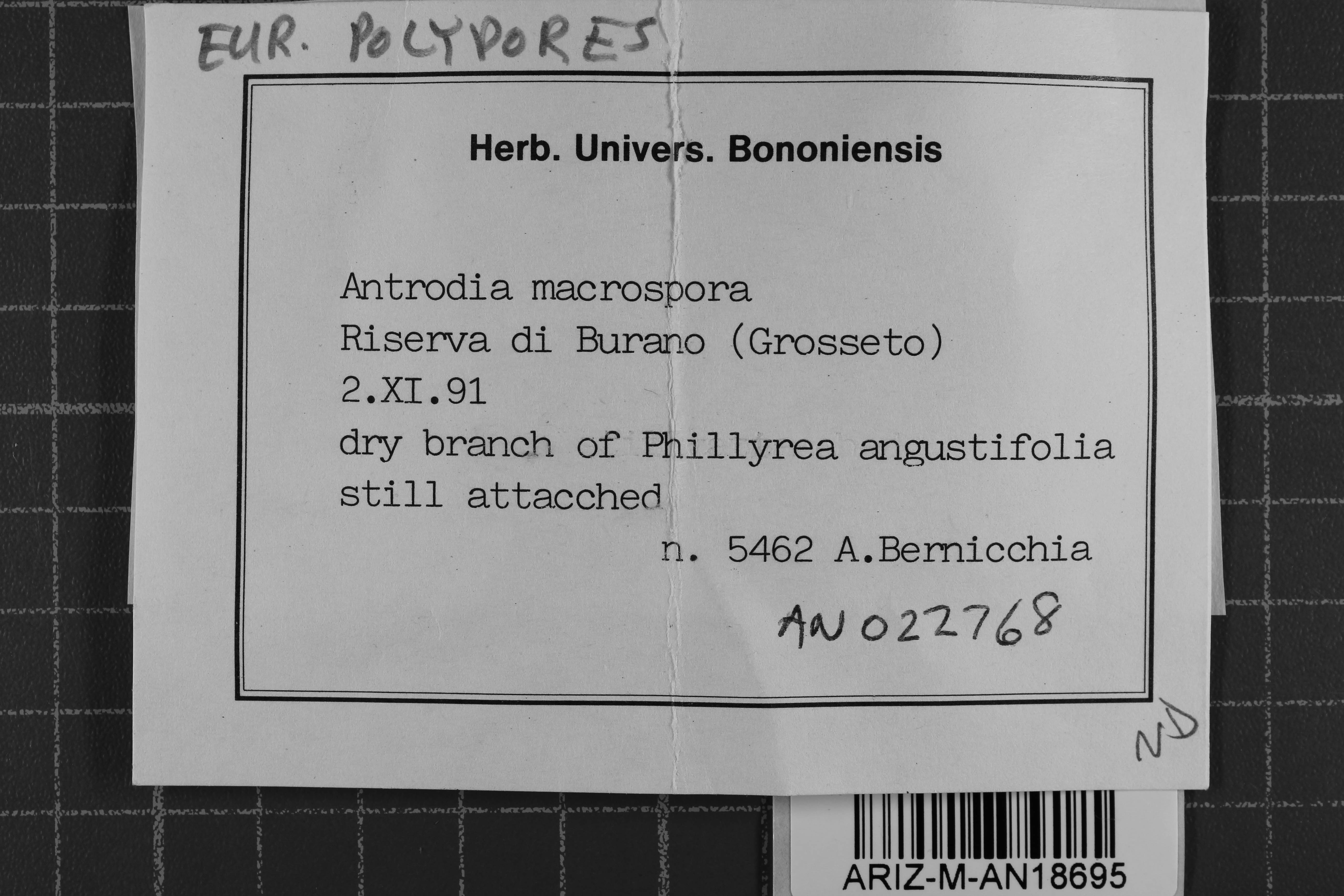 Antrodia macrospora