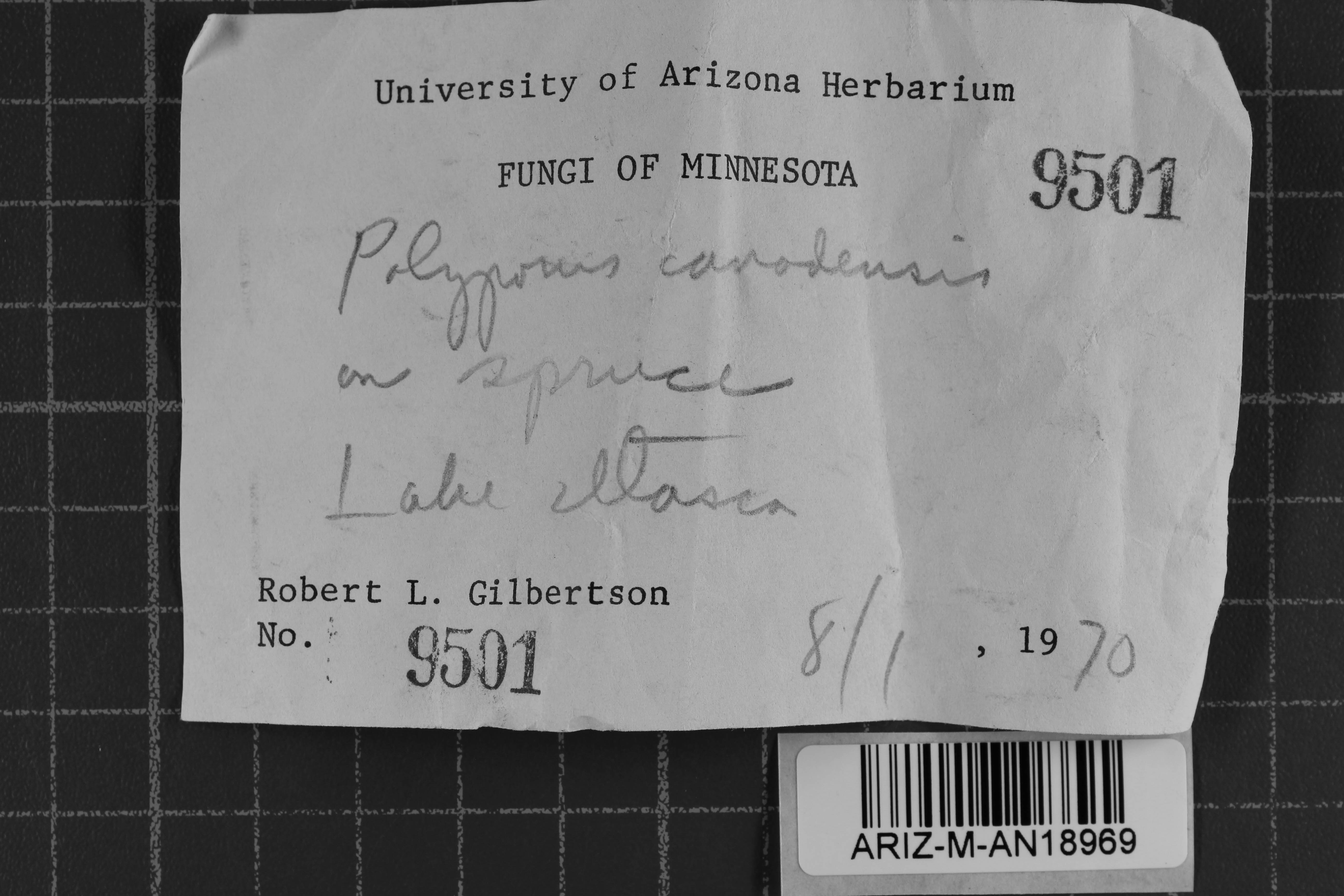 Antrodiella canadensis thumbnail