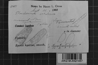 Steccherinum oreophilum image