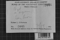 Steccherinum oreophilum image