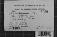 Steccherinum oreophilum image