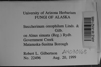 Steccherinum oreophilum image