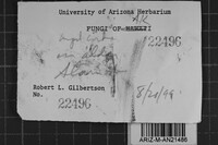 Steccherinum oreophilum image