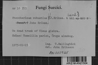 Steccherinum robustius image