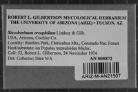 Steccherinum oreophilum image