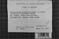 Steccherinum oreophilum image