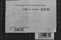 Steccherinum oreophilum image