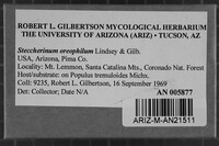 Steccherinum oreophilum image