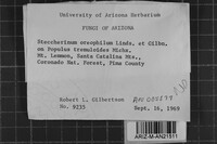 Steccherinum oreophilum image