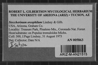 Steccherinum oreophilum image