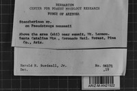 Steccherinum oreophilum image