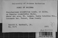 Steccherinum oreophilum image