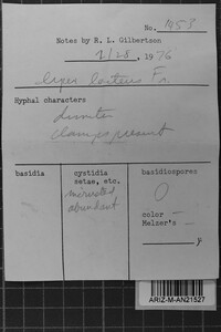 Steccherinum oreophilum image