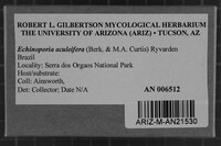 Echinoporia aculeifera image