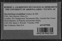 Steccherinum oreophilum image