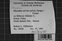 Oxyporus cervinogilvus image