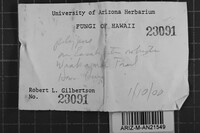 Oxyporus cervinogilvus image