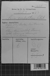 Diplomitoporus overholtsii image