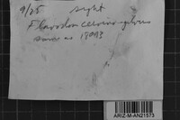 Oxyporus cervinogilvus image