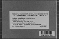 Oxyporus cervinogilvus image