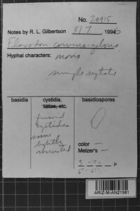 Oxyporus cervinogilvus image