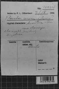 Oxyporus cervinogilvus image