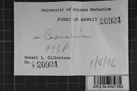 Oxyporus cervinogilvus image