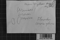 Oxyporus cervinogilvus image