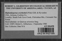 Diplomitoporus overholtsii image