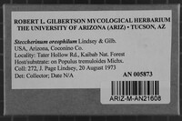 Steccherinum oreophilum image