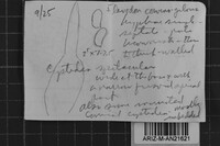 Oxyporus cervinogilvus image