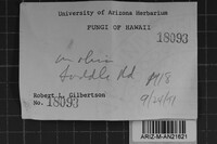 Oxyporus cervinogilvus image