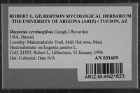 Oxyporus cervinogilvus image