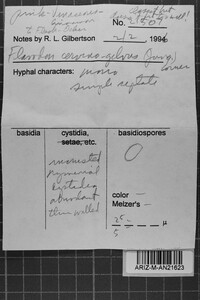 Oxyporus cervinogilvus image