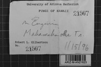 Oxyporus cervinogilvus image