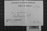 Oxyporus cervinogilvus image