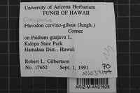 Oxyporus cervinogilvus image