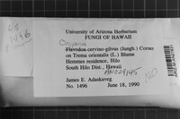 Oxyporus cervinogilvus image