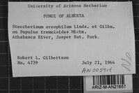 Steccherinum oreophilum image